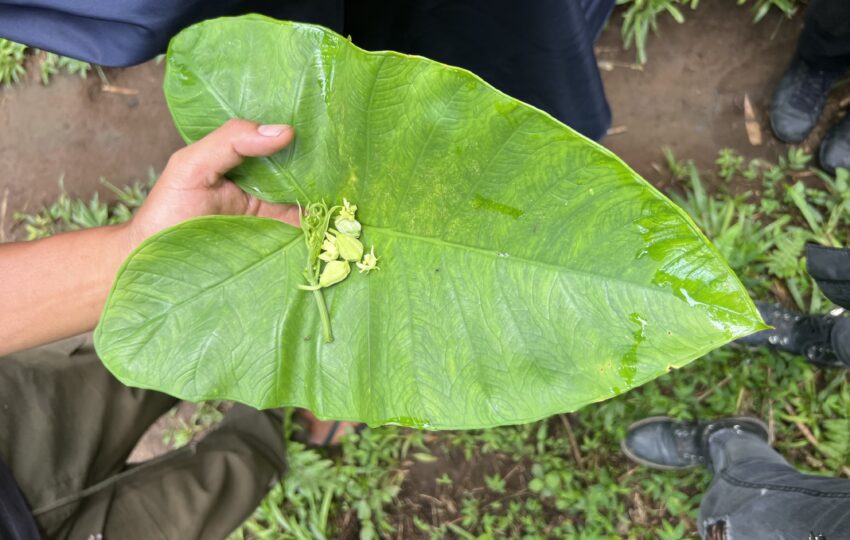 Wild herbs harvested during foraging experience Bali