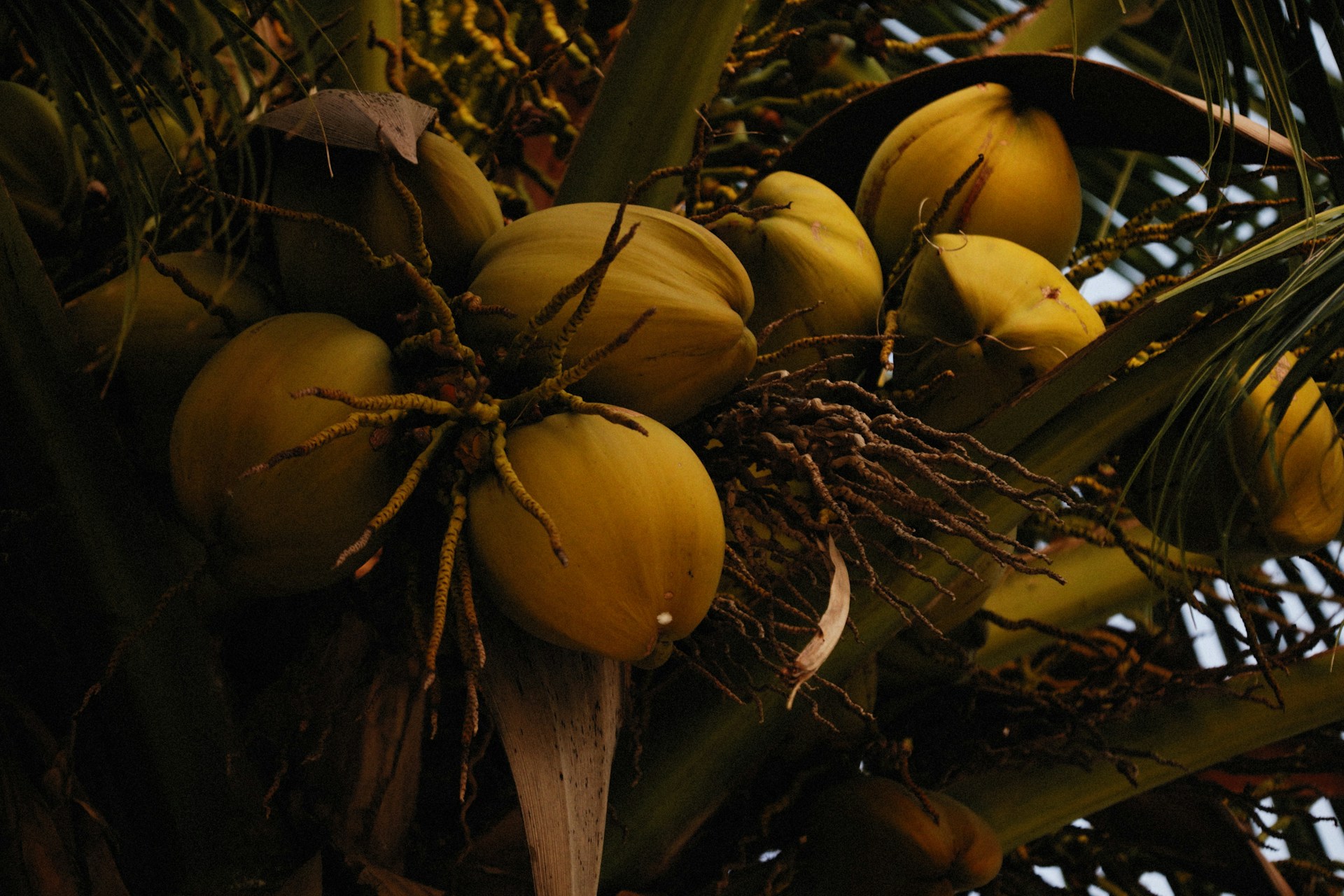 Coconut