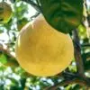 Pomelo - Jeruk Bali