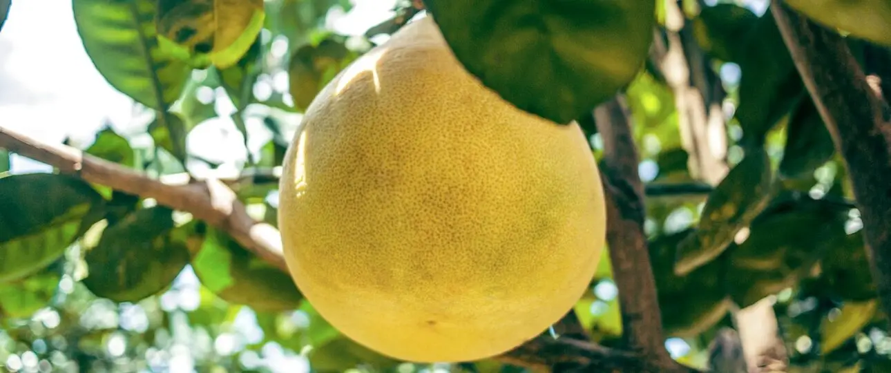 Pomelo - Jeruk Bali