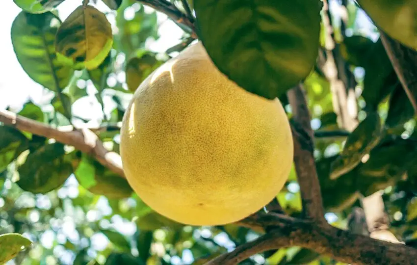 Pomelo - Jeruk Bali