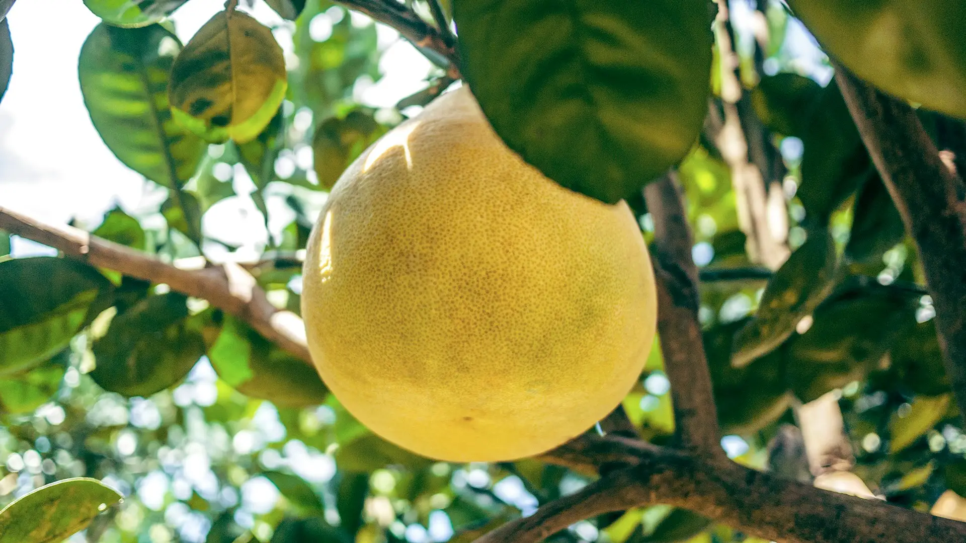 Pomelo - Jeruk Bali
